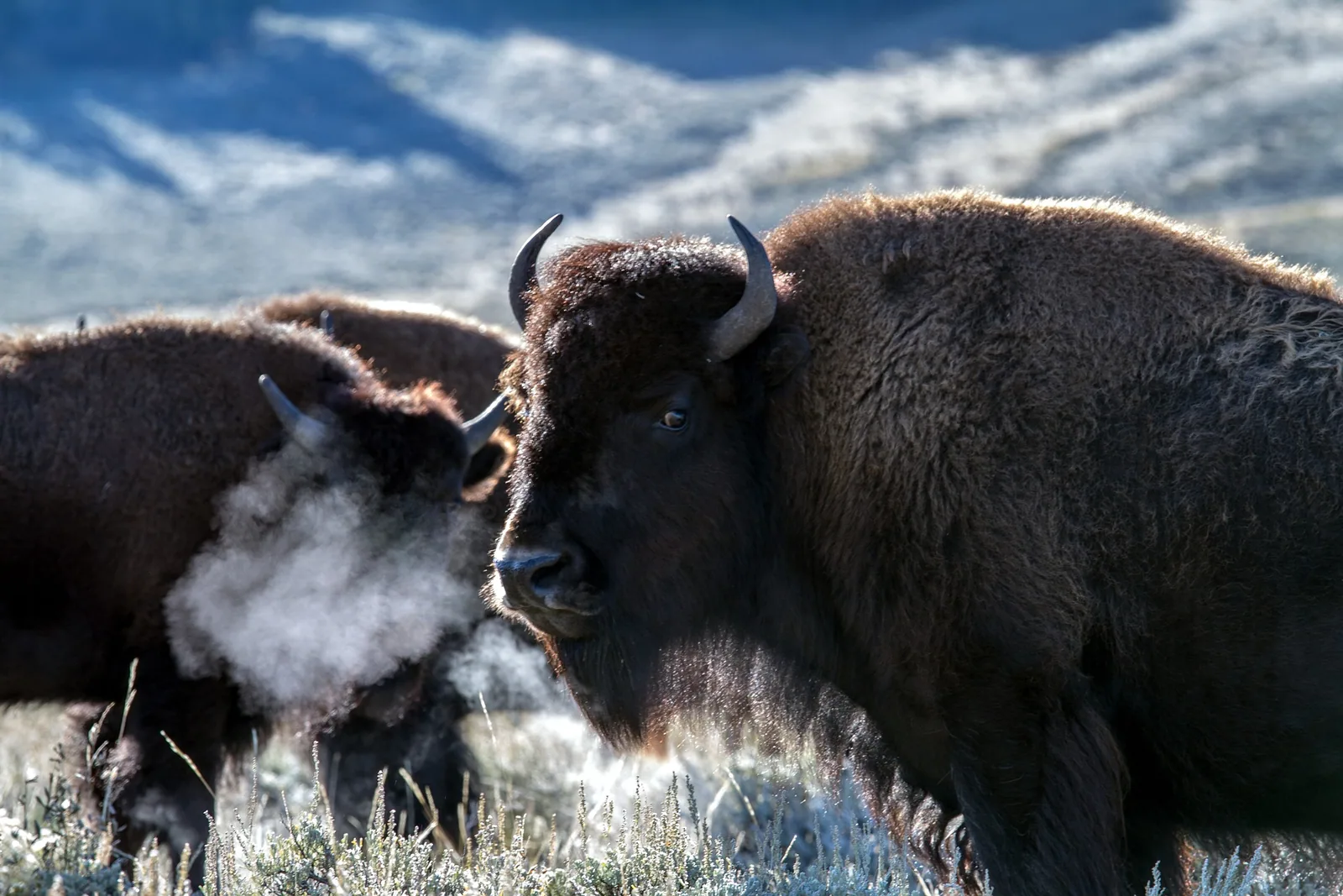 <strong>Confronting Life’s Storms: Lessons from the American Bison</strong>
