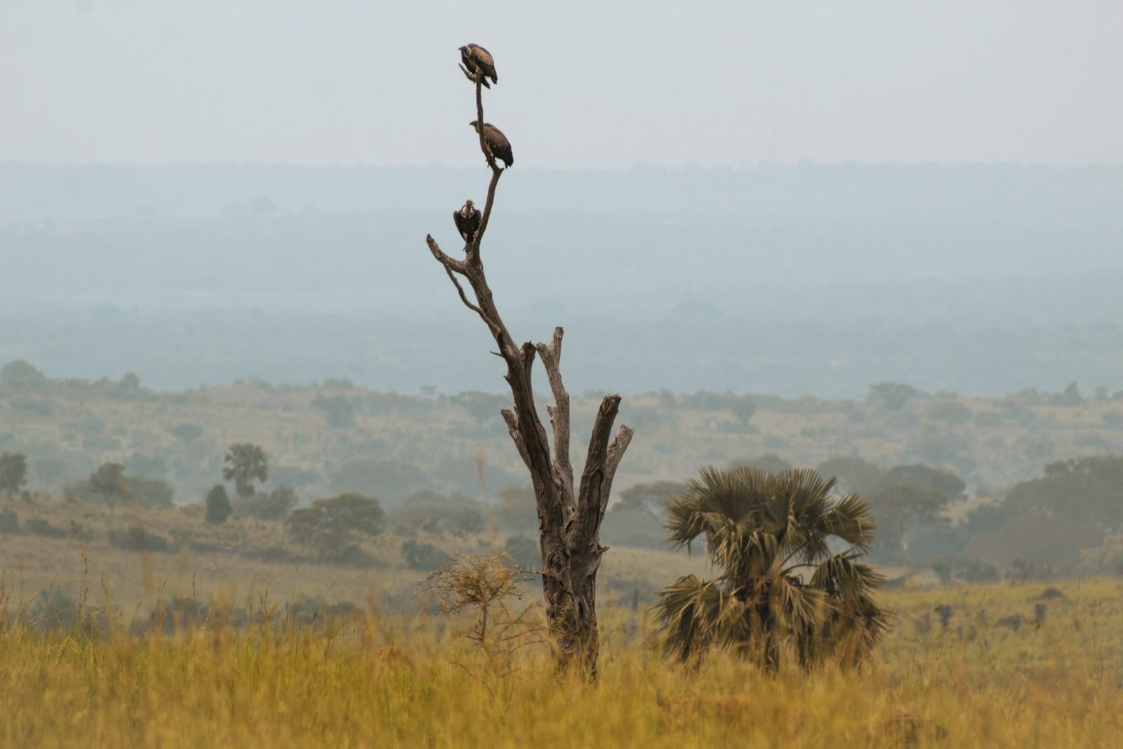 Farmers working a field in Uganda