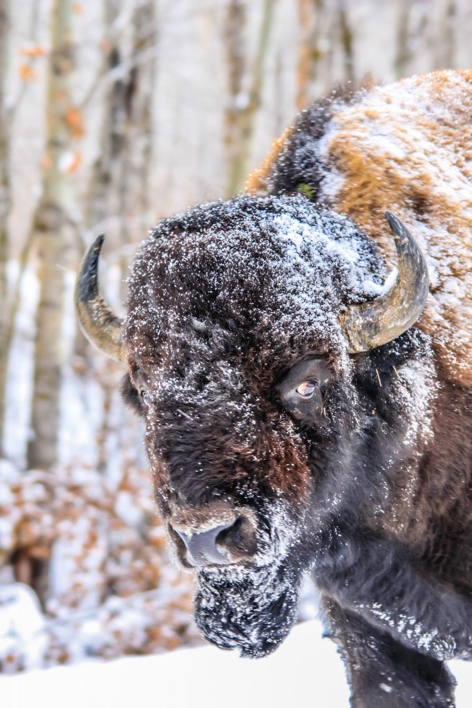 Confronting Life's Storms: Lessons from the American Bison