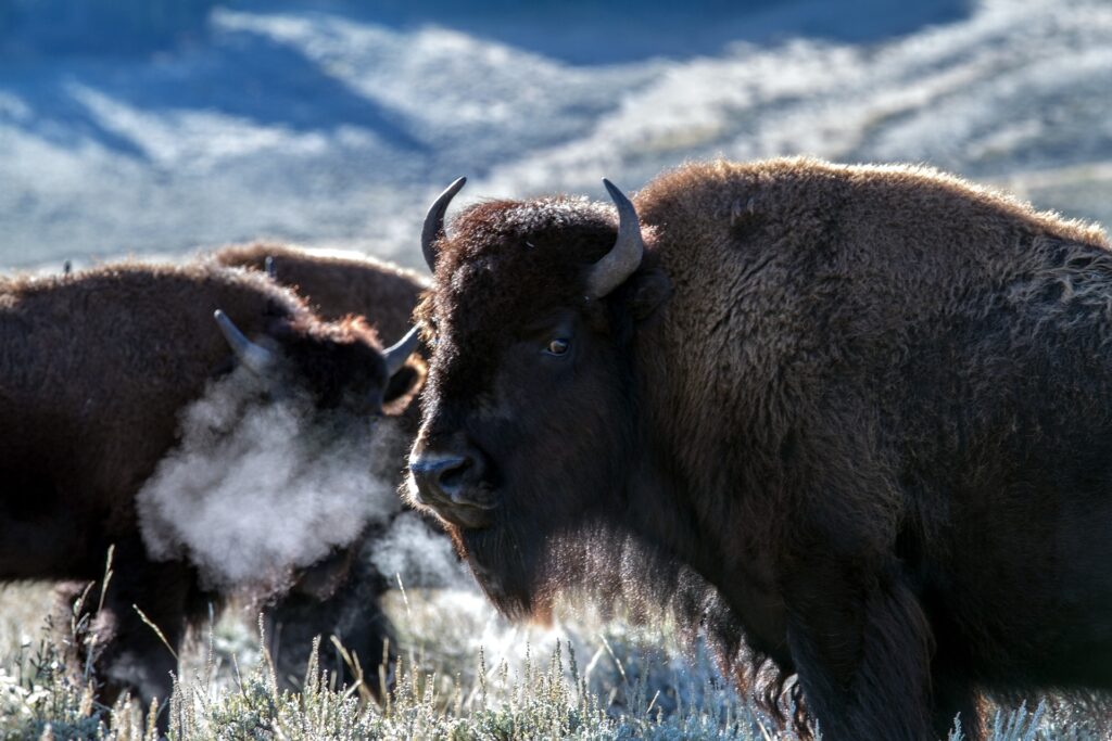 Confronting Life's Storms: Lessons from the American Bison