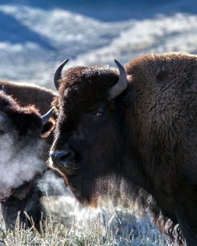 Confronting Life's Storms: Lessons from the American Bison