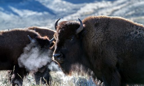 Confronting Life's Storms: Lessons from the American Bison